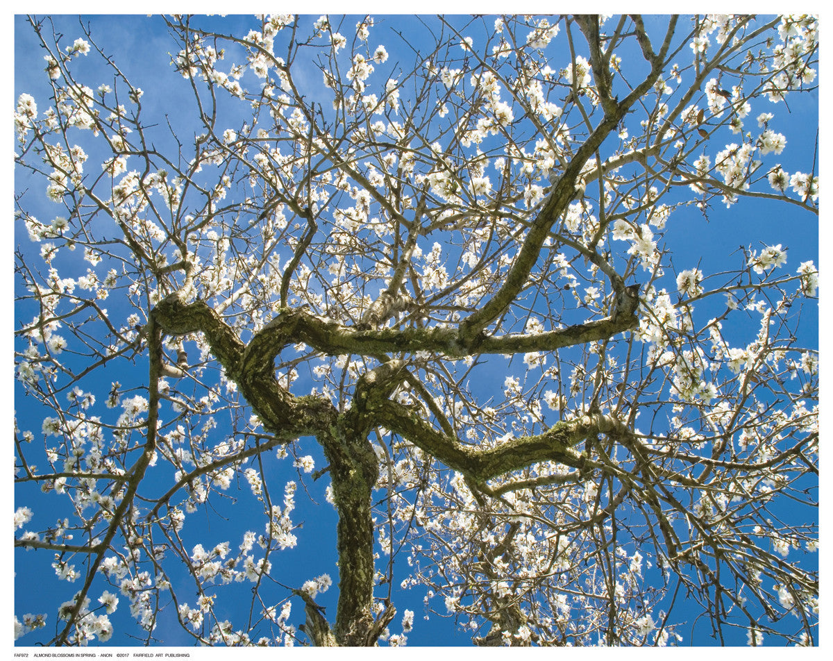 Almond Blossoms in Spring by Anon - FairField Art Publishing