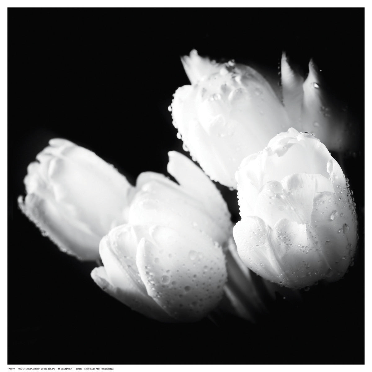 Water Droplets on White Tulips Posters by M. Bednarek - FairField Art Publishing