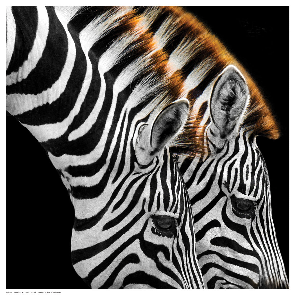 Zebras Grazing Posters by Anon - FairField Art Publishing