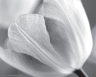 Tulip I Posters by Dennis Frates - FairField Art Publishing