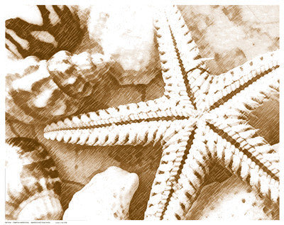 Starfish Impression Posters by Anon - FairField Art Publishing
